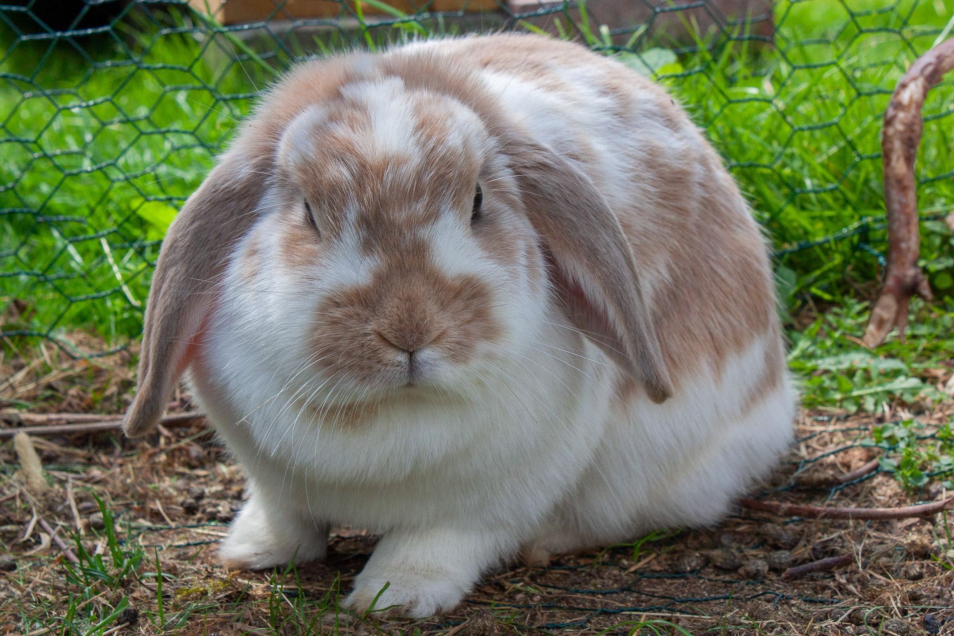 En kanin som ligger åslapper av