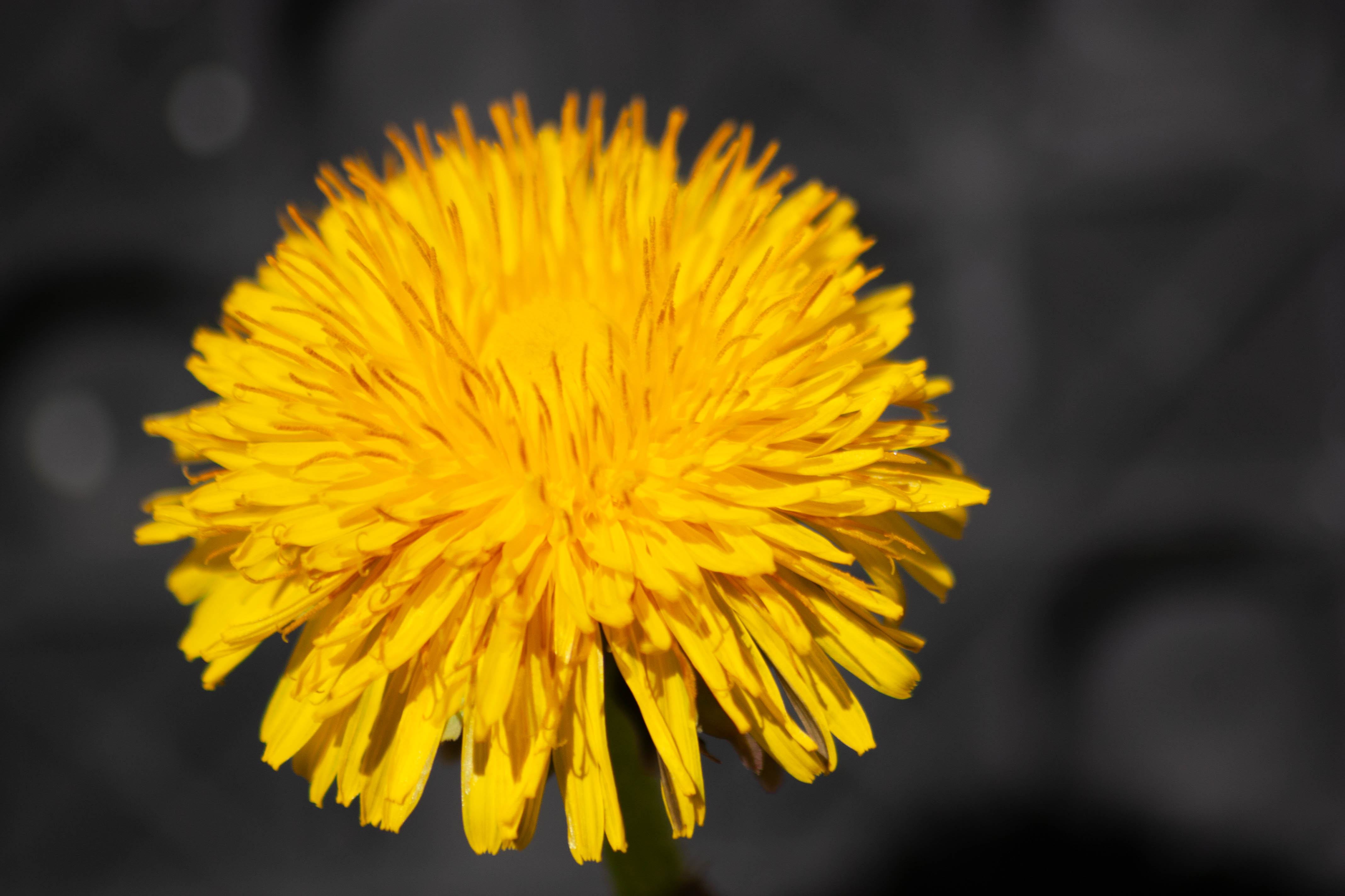 Dandelion close-up
