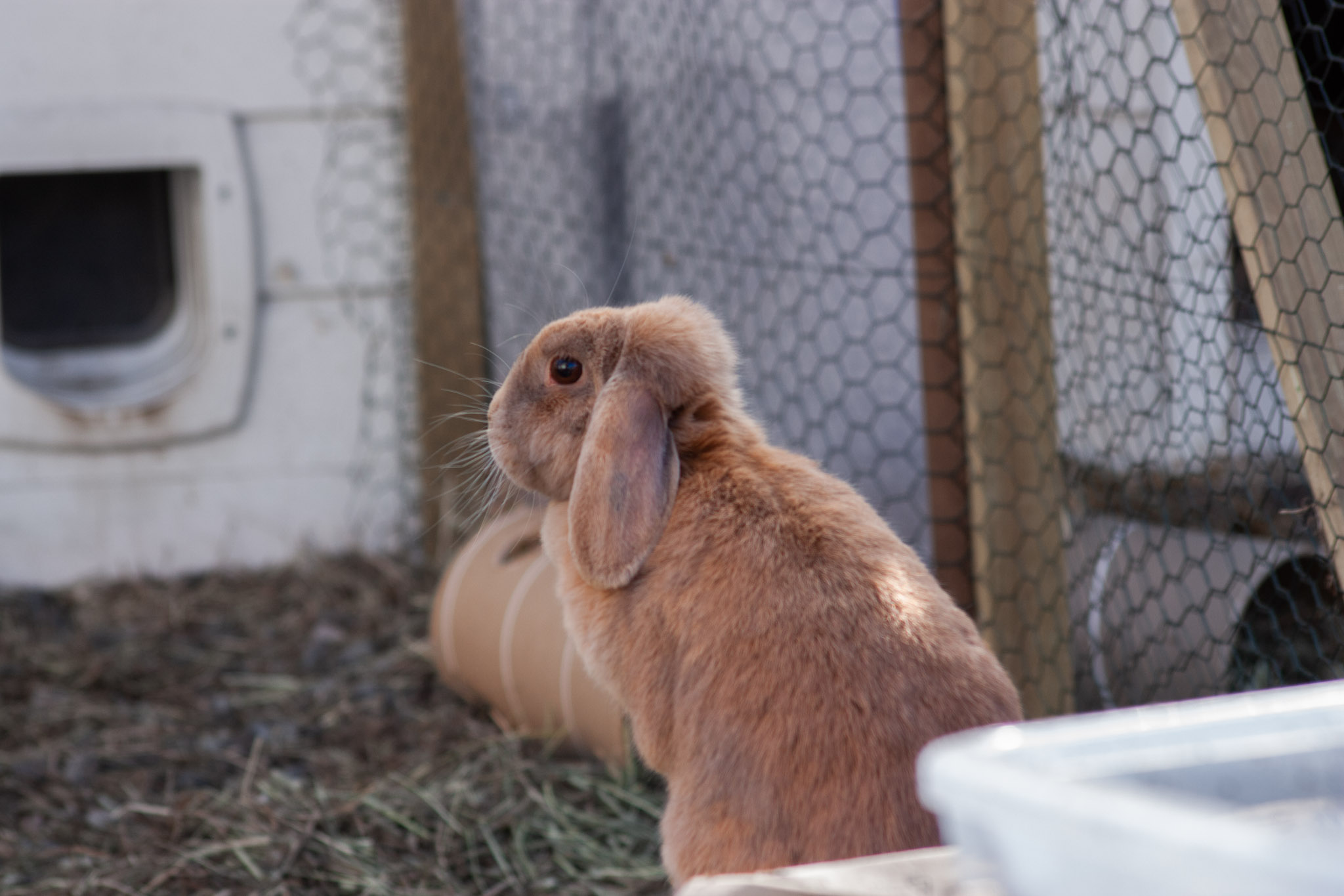 En kanin som sitter å ser rundt seg
