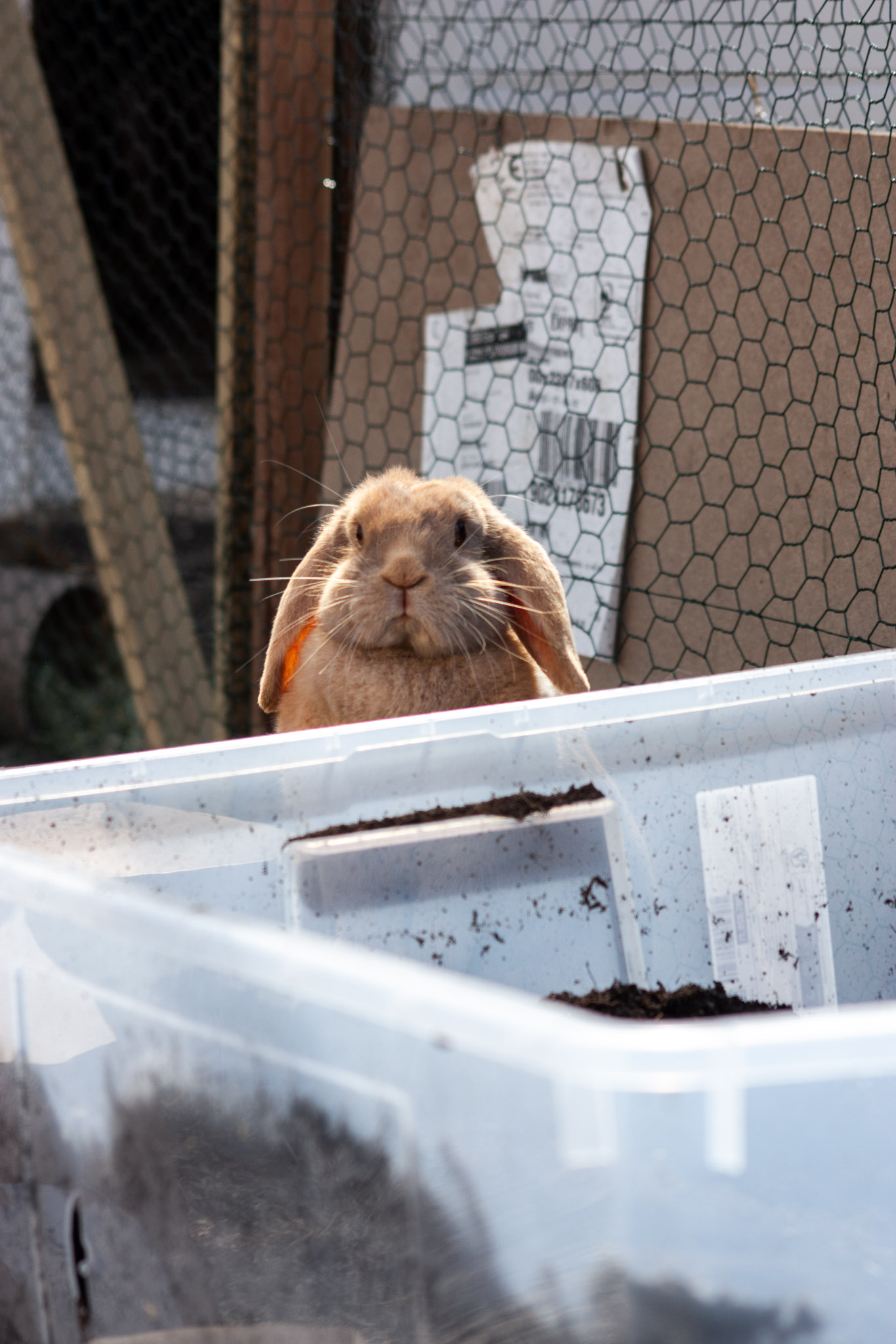 En kanin som sitter opp fra en kant